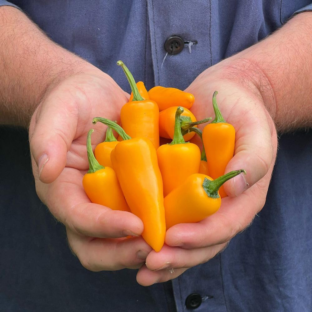 Thompson and Morgan Chilli Jalapeno Capsicum Annuum Golden Jalapeno Seed Packet Image 3