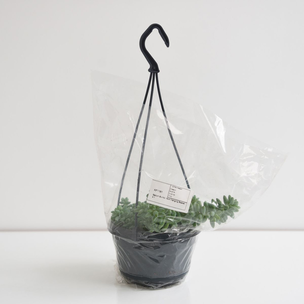 Thompson and Morgan Sedum Burrito Hanging Basket 14cm Image 4