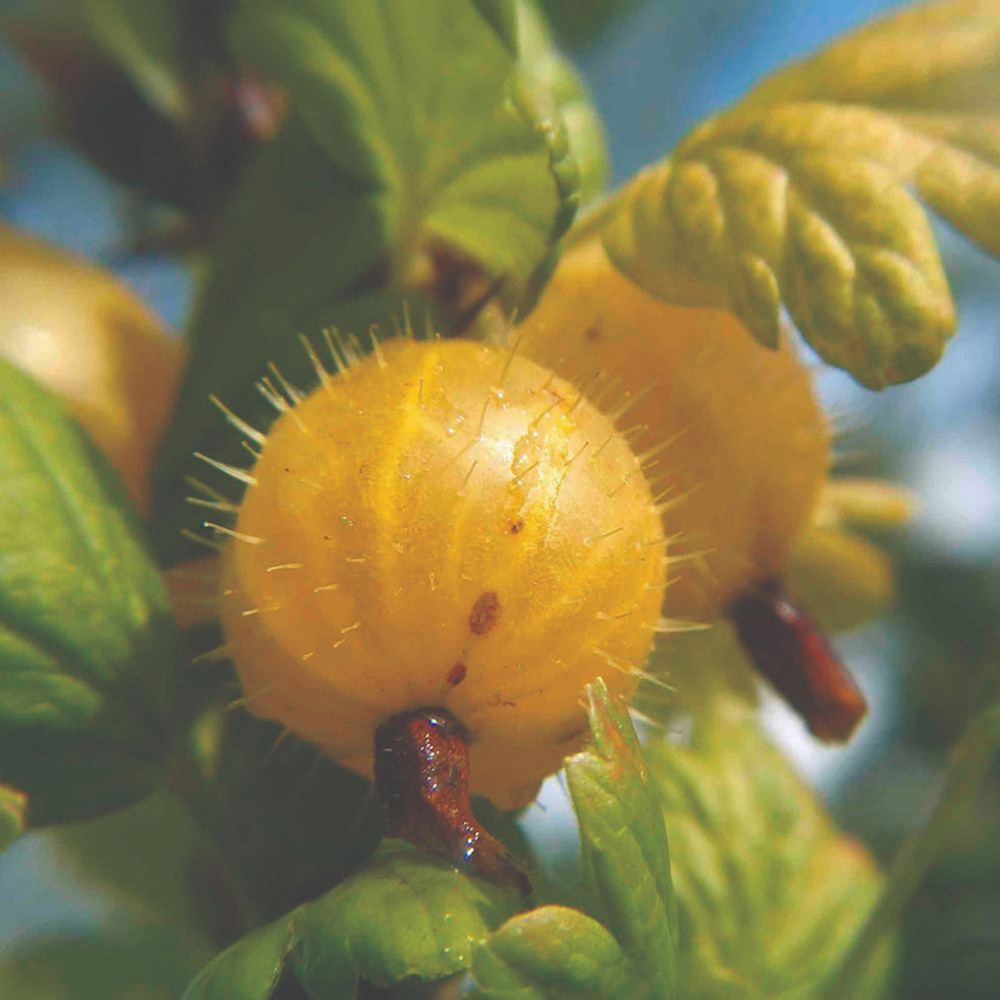 Thompson & Morgan Gooseberry Hinnonmaki Yellow Bare Root 3 Pack Image 1