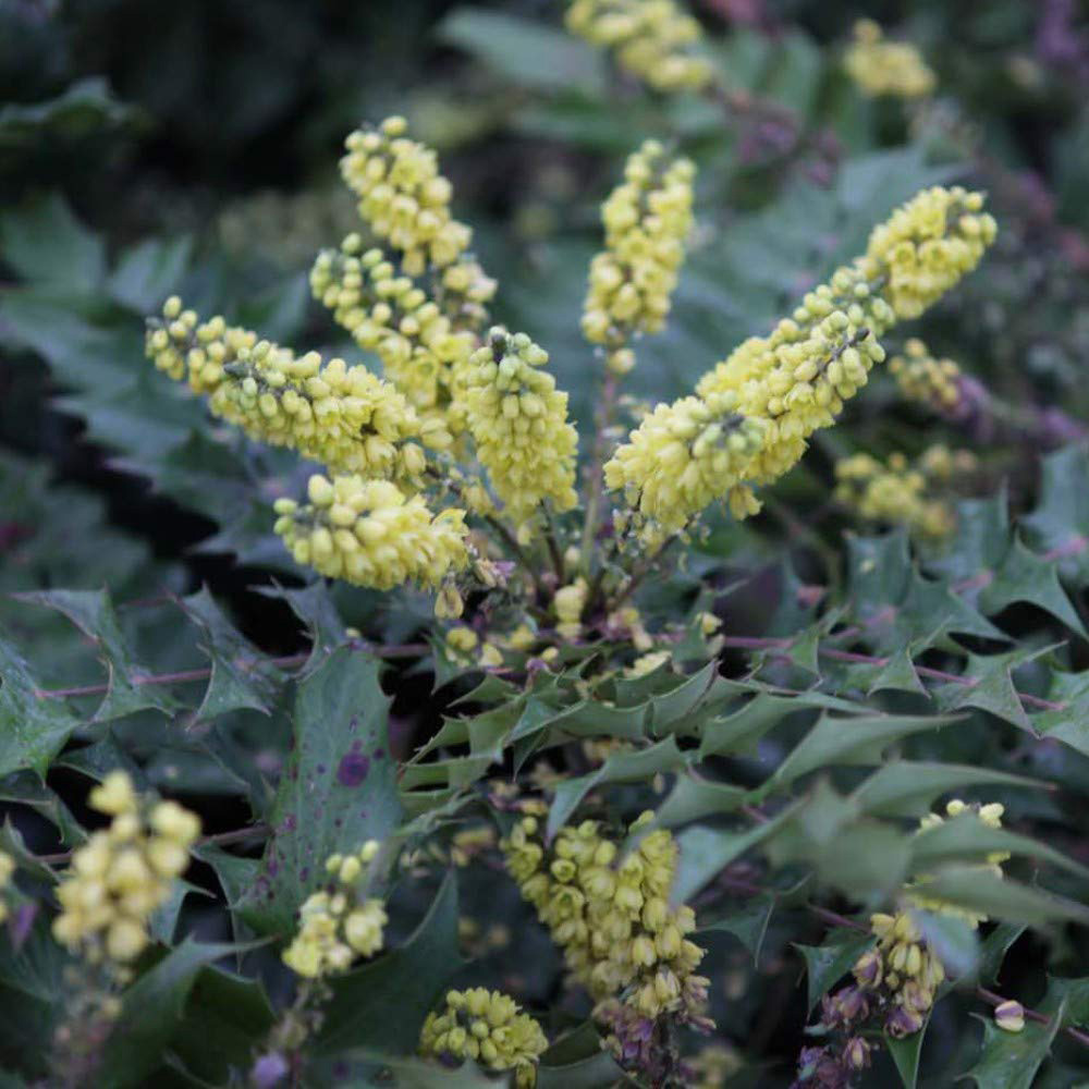 Thompson and Morgan Mahonia japonica Potted Plant 9cm 2 Pack Image 2
