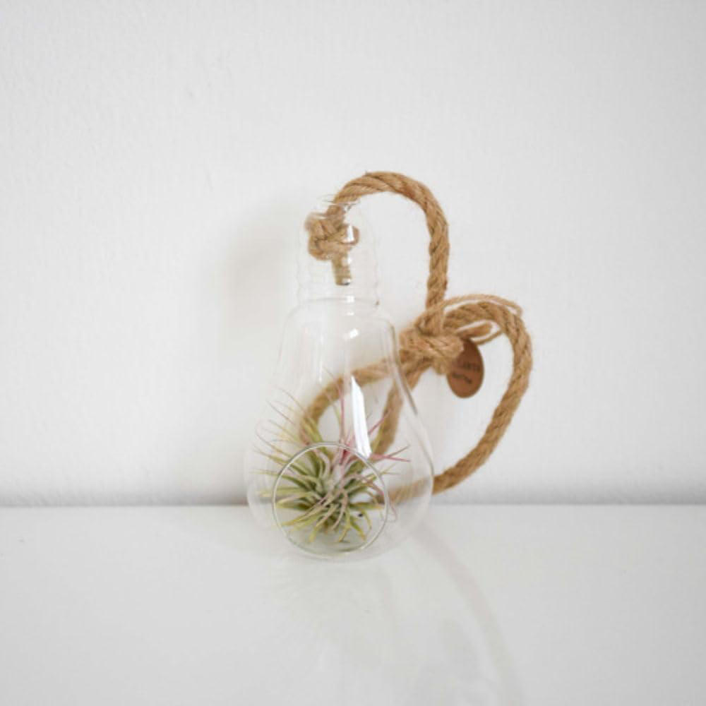 Thompson and Morgan Tillandsia Air Plant in Glass Bulb with Rope Image 8