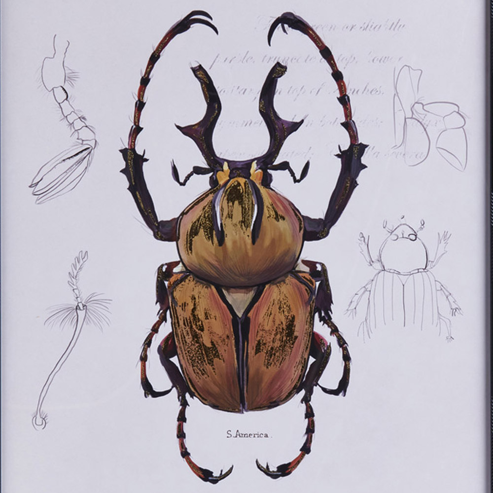 Wilko Beetle Print Drawn Stag Image 5