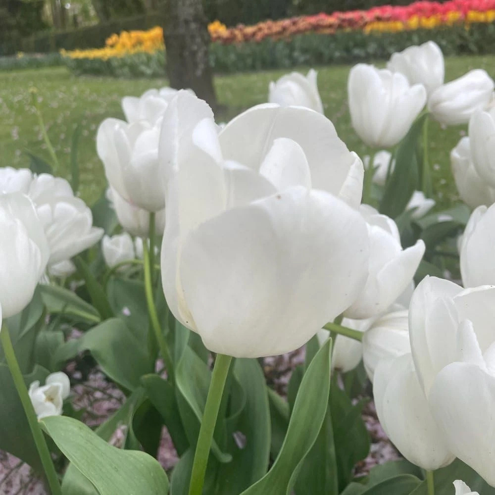 Thompson and Morgan Tulip Single Early White Prince Planting Bulb 32 Pack Image 4