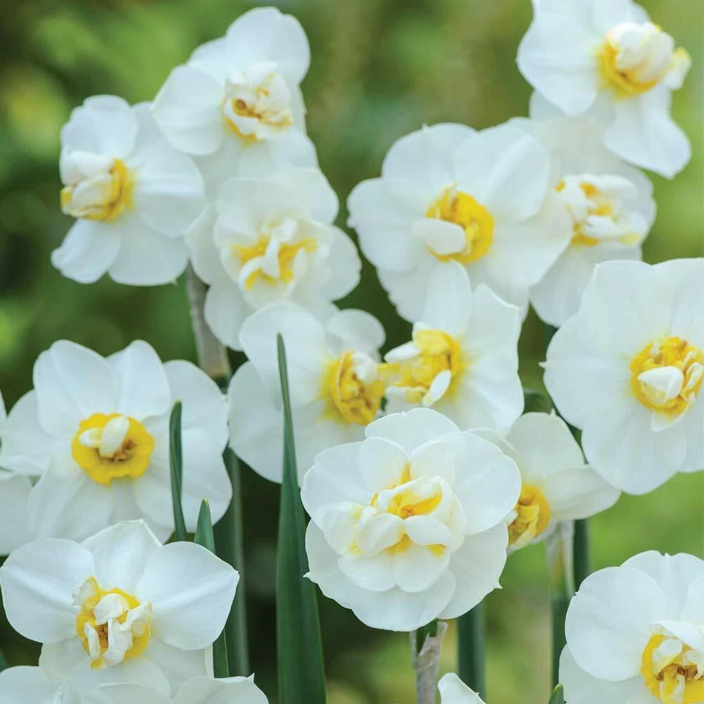 Thompson and Morgan Daffodil Cheerfulness Duo Planting Bulb 32 Pack Image 6