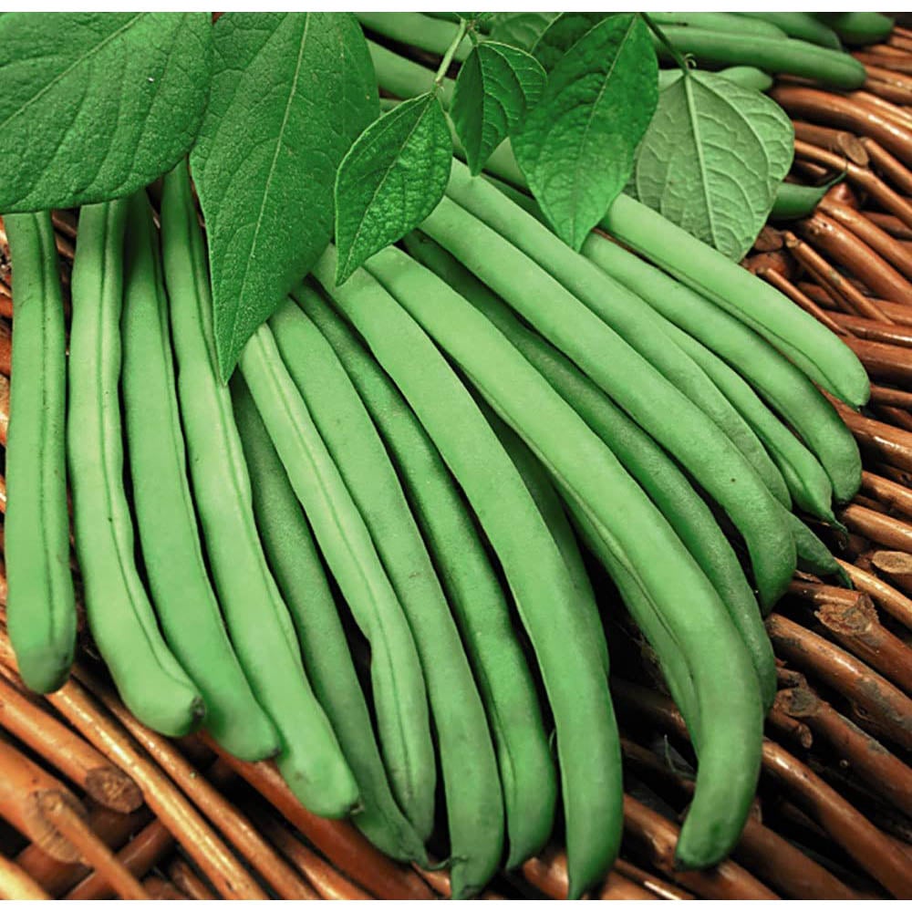Thompson and Morgan Cobra Climbing French Bean Seeds 70 Pack Image 3