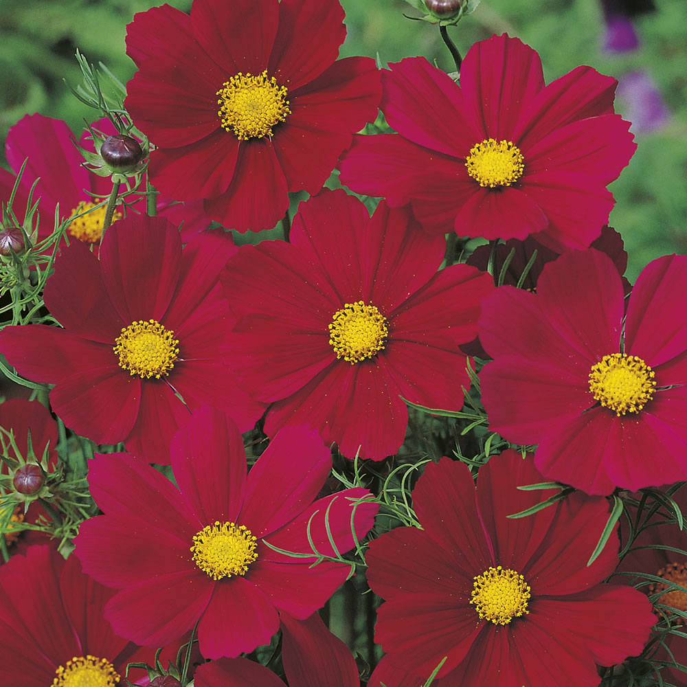 Johnsons Cosmos Gazebo Red Seeds Image 1