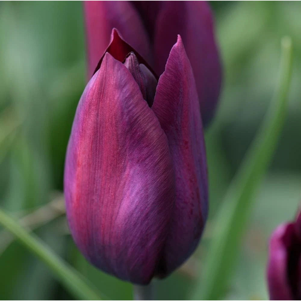 Thompson and Morgan Tulip Early Havran Autumn Planting Bulb 32 Pack Image 3