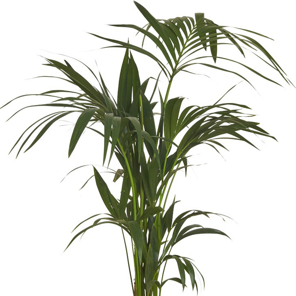 Wilko Kentia Palm Plant 110-140cm Image 4