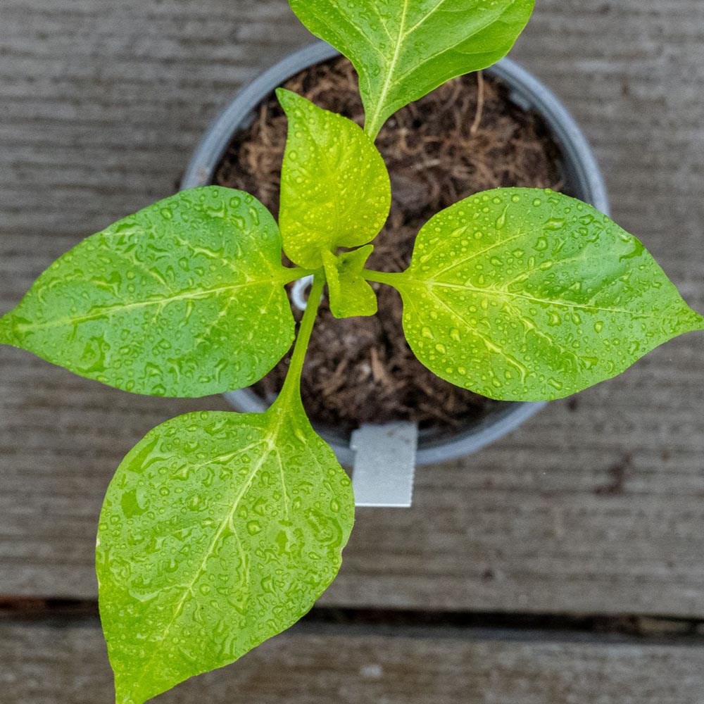 Thompson and Morgan Pepper Sweet Solario Grafted Plant Pot 9cm 3 Pack Image 2