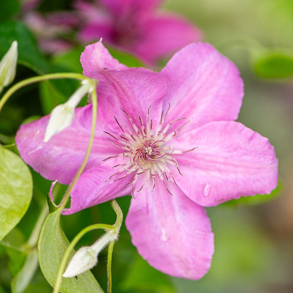 Thompson and Morgan Clematis Bridgewater Plant Pot 3L Image 1
