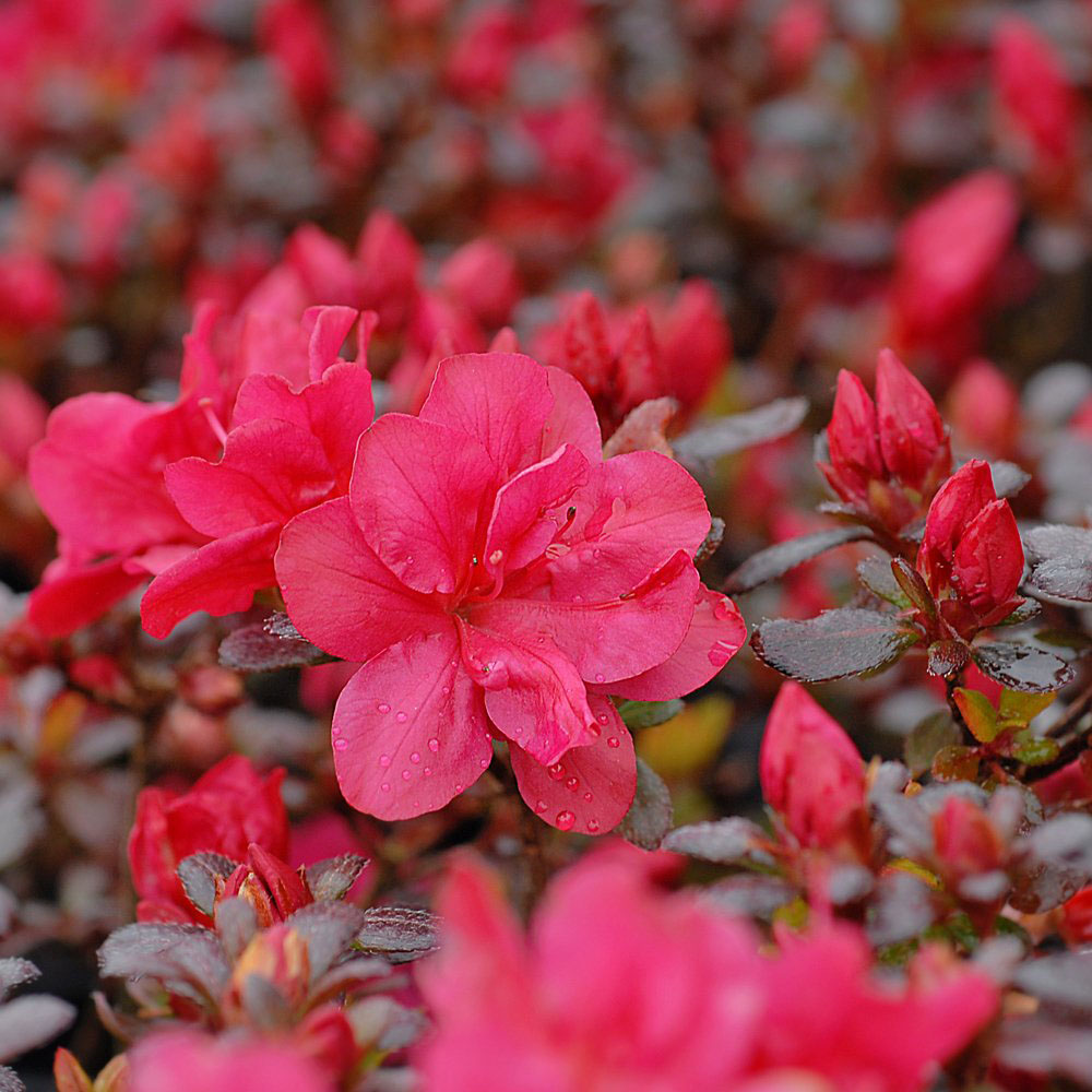 Thompson and Morgan Azalea Dwarf Flowering Shrub Collection Plant Pot 9cm 4 Pack Image 2