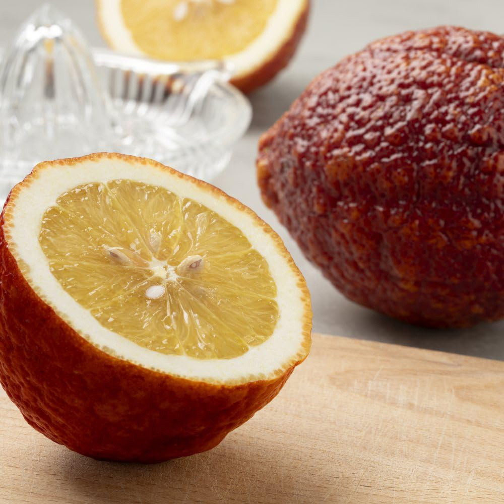 Thompson and Morgan Citrus Tree Red Lemon Limone Rosso Potted Plant 18cm Image 2