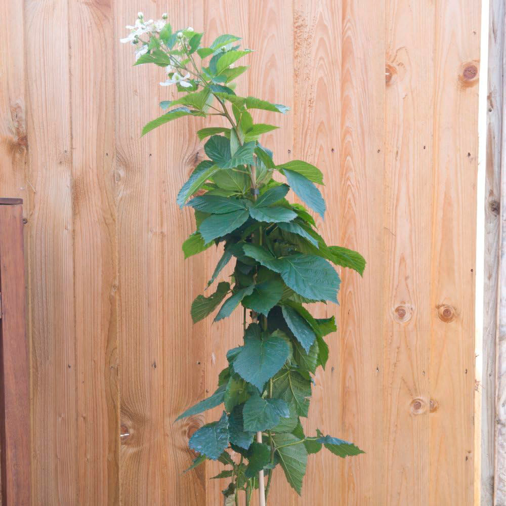 Thompson and Morgan Blackberry Rubus Reuben Plant Pot 3L Image 4