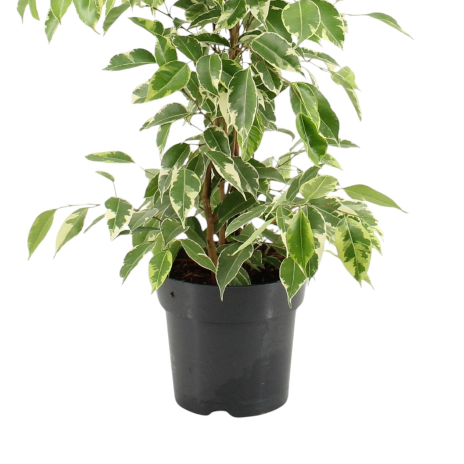 Ficus Benjamina Golden King Plant Pot Image 3