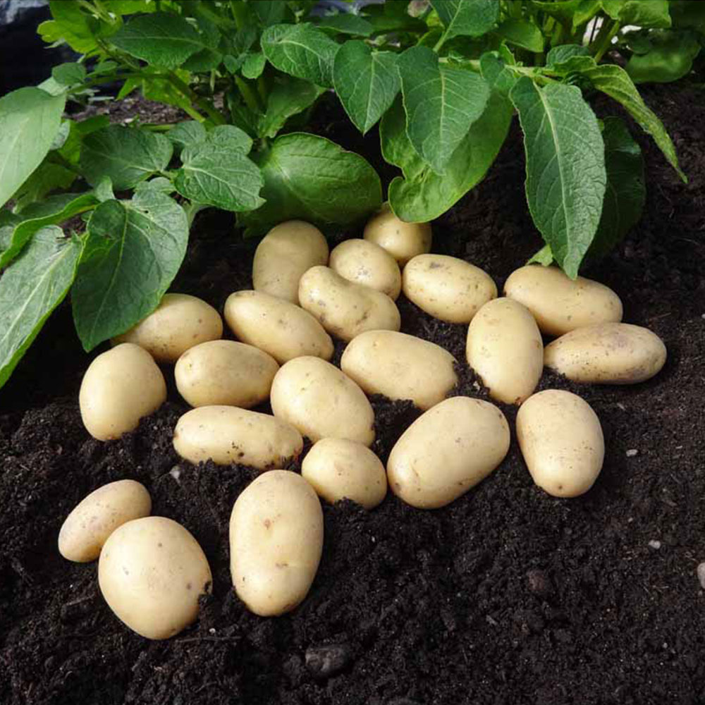 Wilko Seed Potatoes Jazzy 5 Pack Image 2