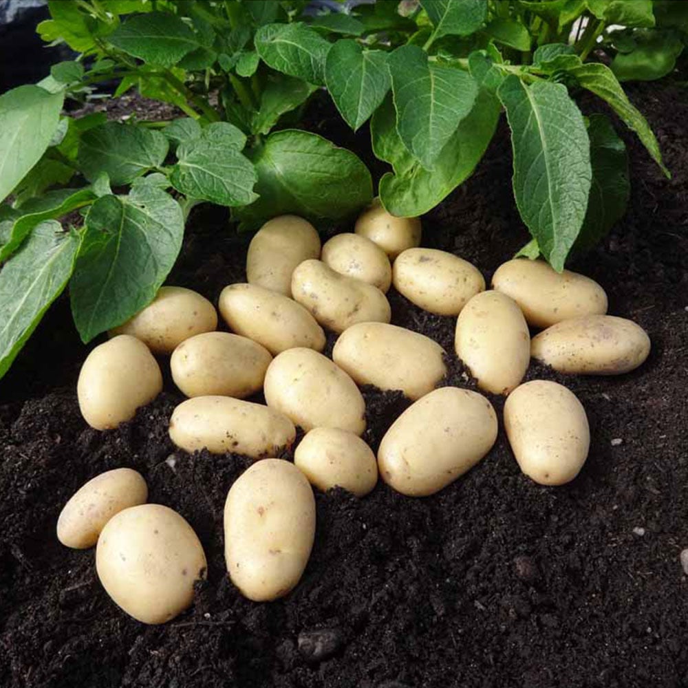 wilko Jazzy Seed Potatoes 5 Pack Image 2