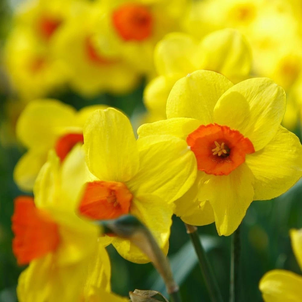 Thompson and Morgan Daffodil Jonquilla Martinette Planting Bulb 32 Pack Image 2