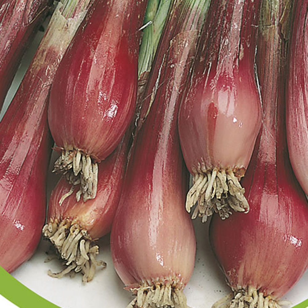 Wilko Spring Onion North Holland Blood Red Seeds Image 2