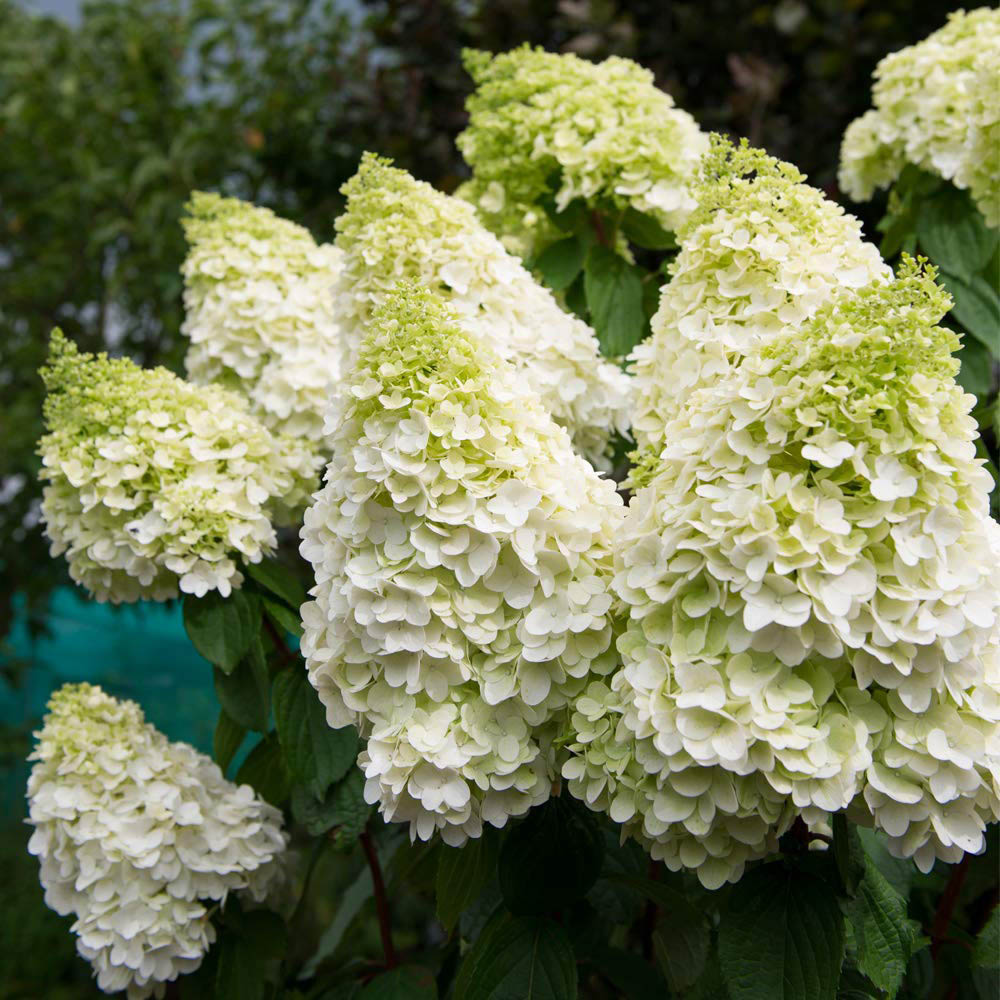 Thompson and Morgan Hydrangea Magical Moonlight Plant Pot 9cm 2 Pack Image 3