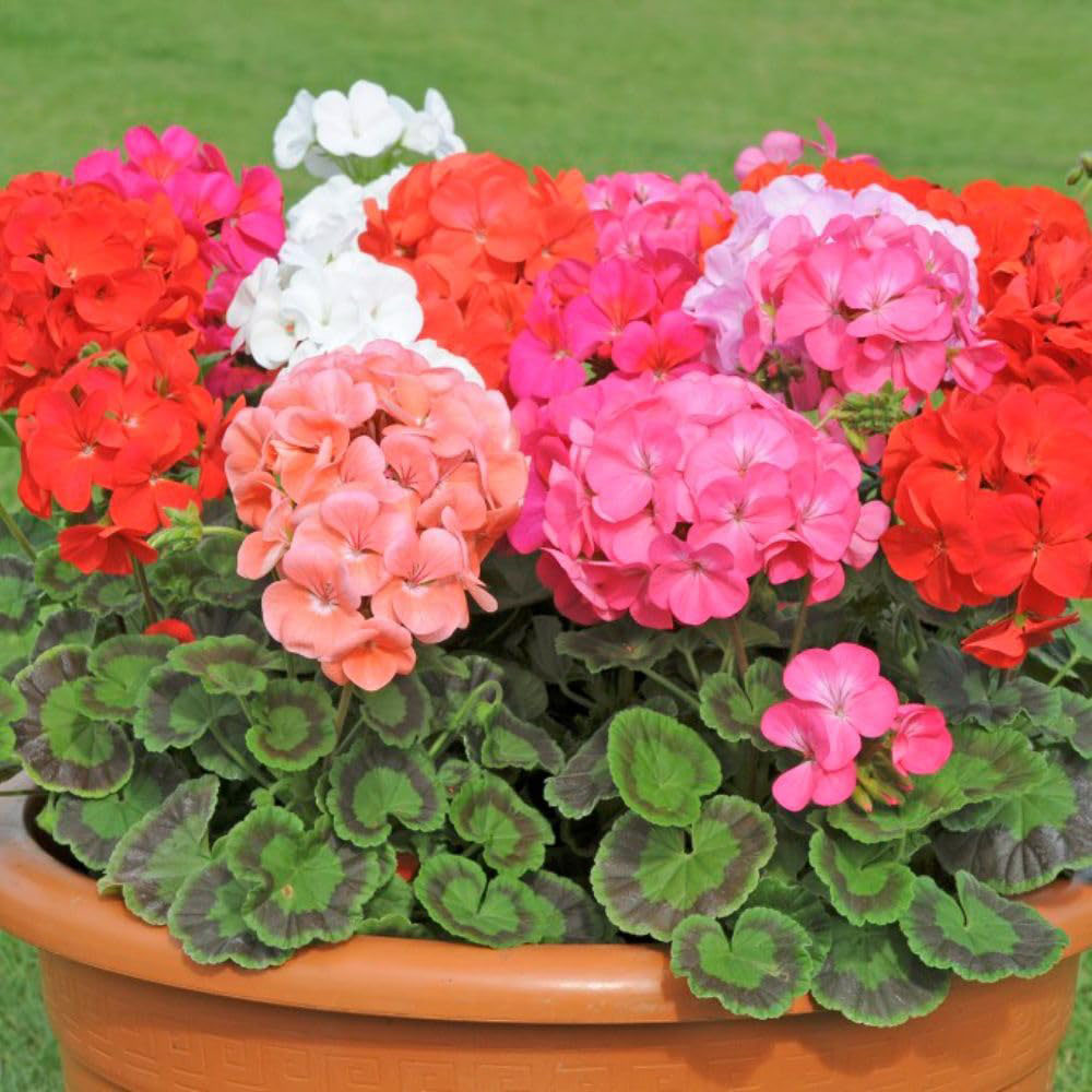 Thompson and Morgan Bumper Collection Garden Ready Plant 180 Image 6