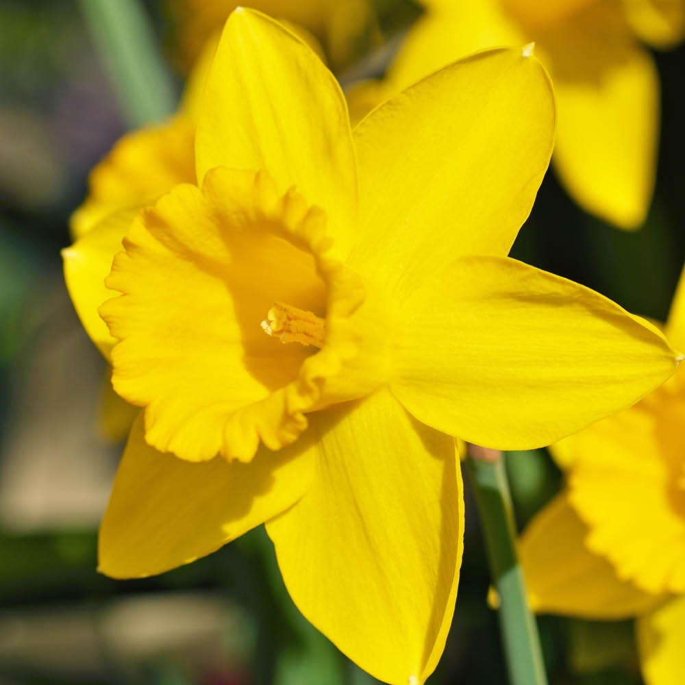 YouGarden Narcissus Dutch Master Planting Bulb 30 Pack Image 1