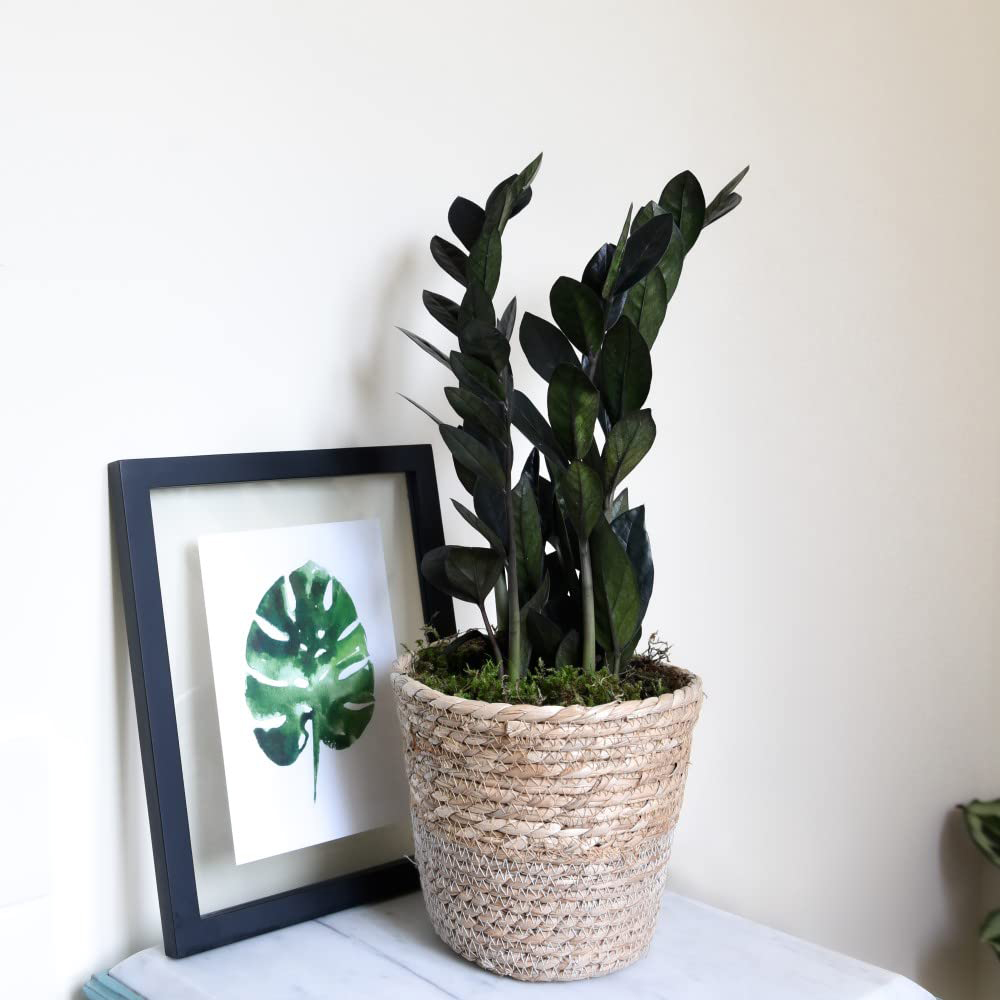 Thompson and Morgan Almost Unkillable Collection House Plant Pot 12cm 3 Pack Image 3