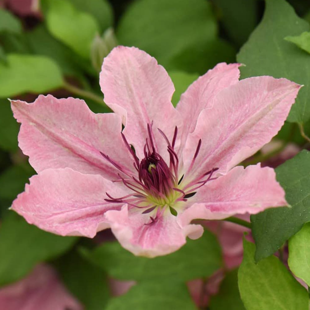 Thompson and Morgan Clematis Sarah Elizabeth Plant Pot 3L Image 1