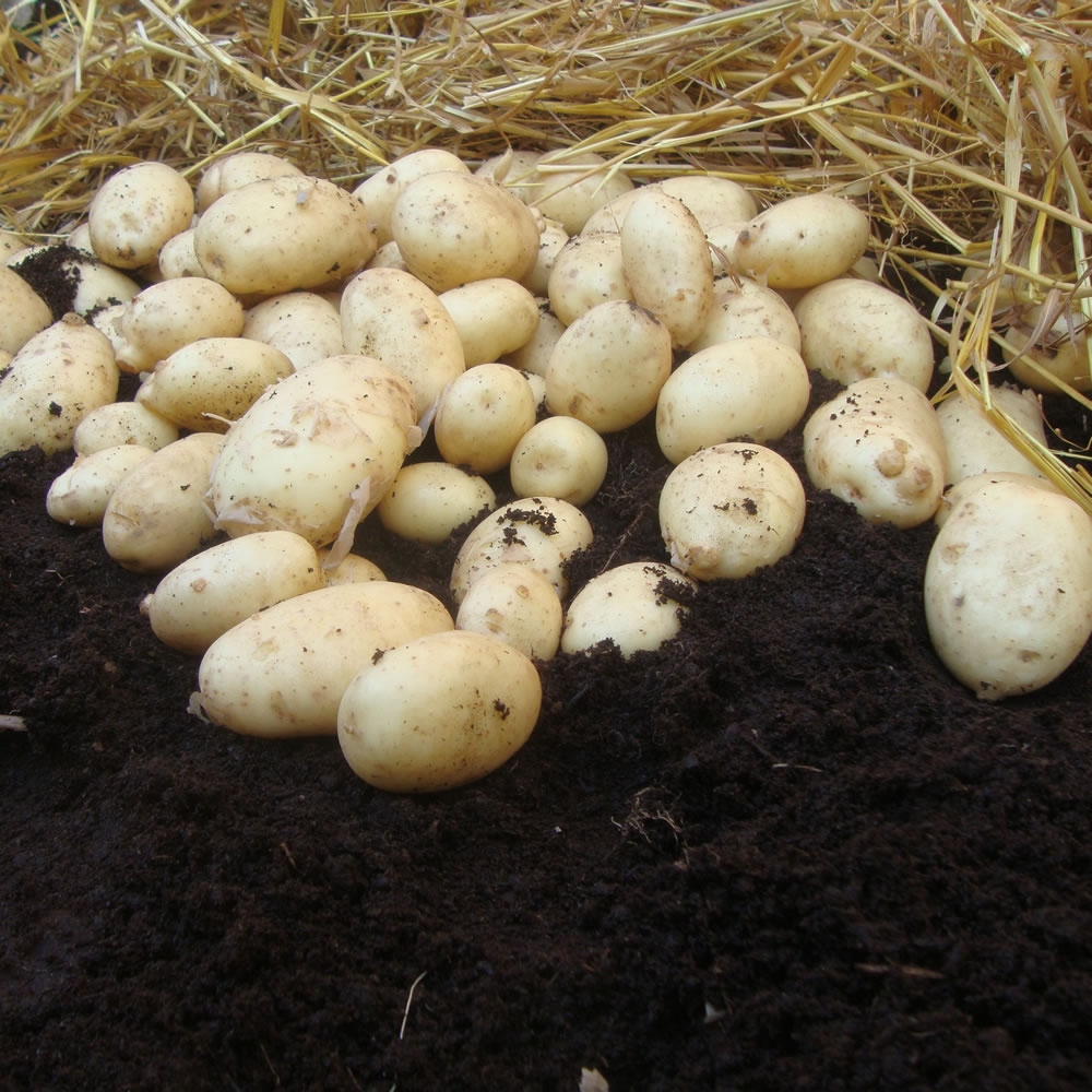 Wilko Maris Piper Main Crop Seed Potatoes 4kg Image 1