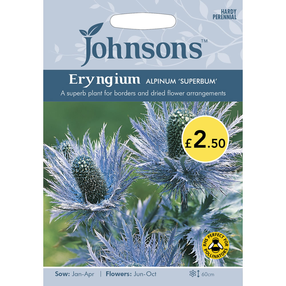 Johnsons Eryngium Alpinum Superbum Seeds Image 2