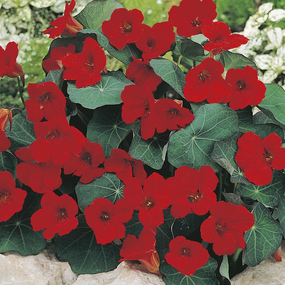 Wilko Nasturtium Empress of India Seeds Image 1