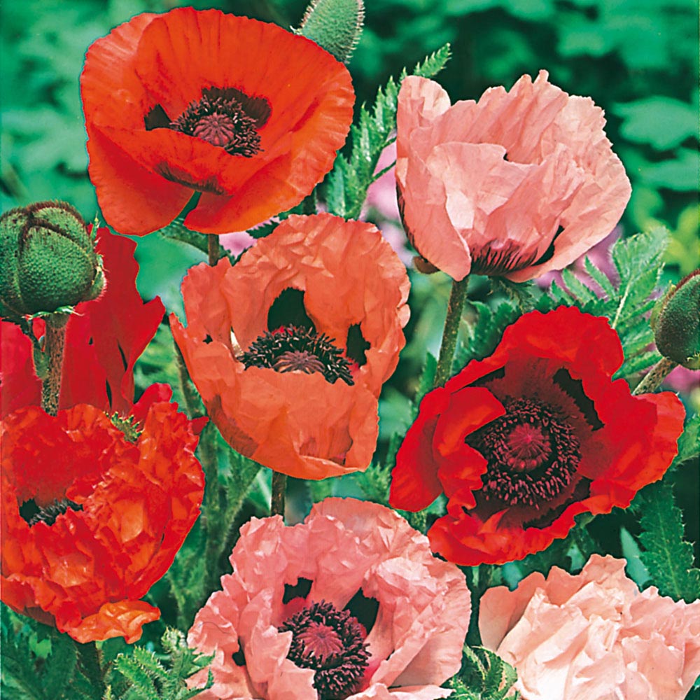 Wilko Poppy Oriental Choice Mix Seeds Image 1