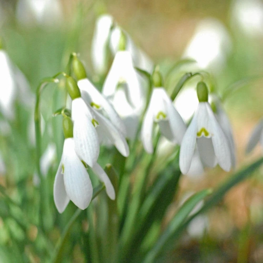 Thompson and Morgan Galanthus Nivalis Single Flowered Autumn Planting Bulb 8 Pack Image 3