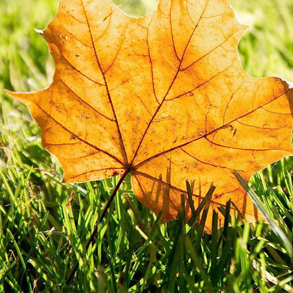 Pro-Kleen Autumn Lawn Feed Granule 2.5kg 4 Pack Image 8