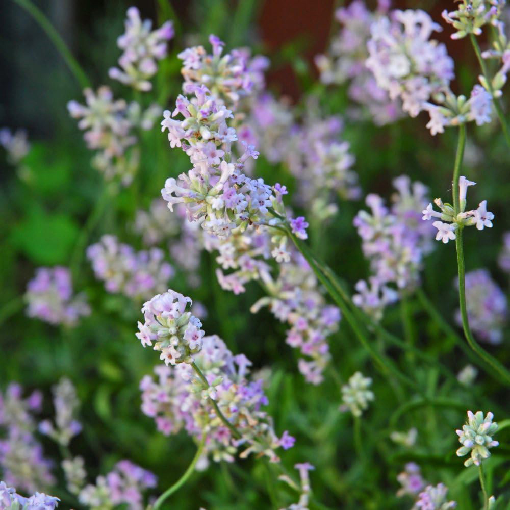 Thompson & Morgan Lavandula Lavender Angustifolia Rosea Plant Pot 9cm 3 Pack Image 1
