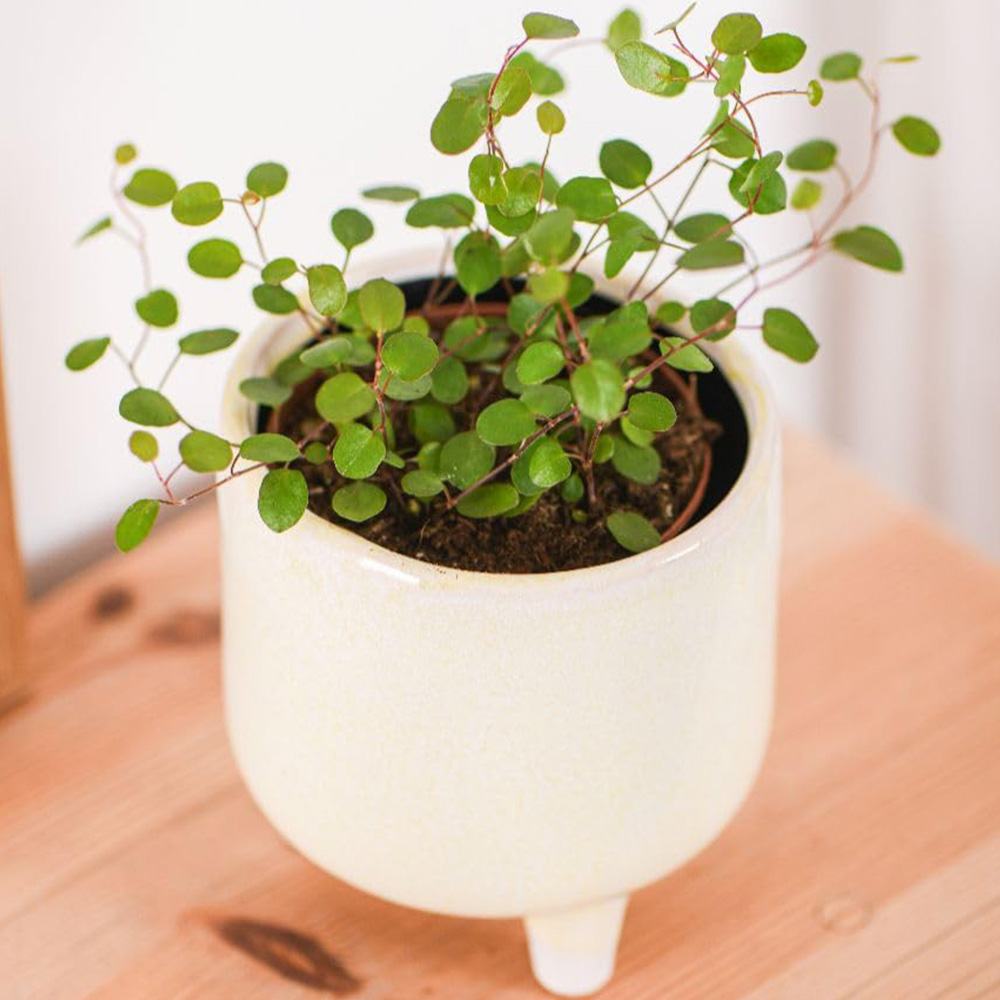 Thompson and Morgan Muehlenbeckia Maidenhair Vine Plant Pot 9cm 2 Pack Image 1