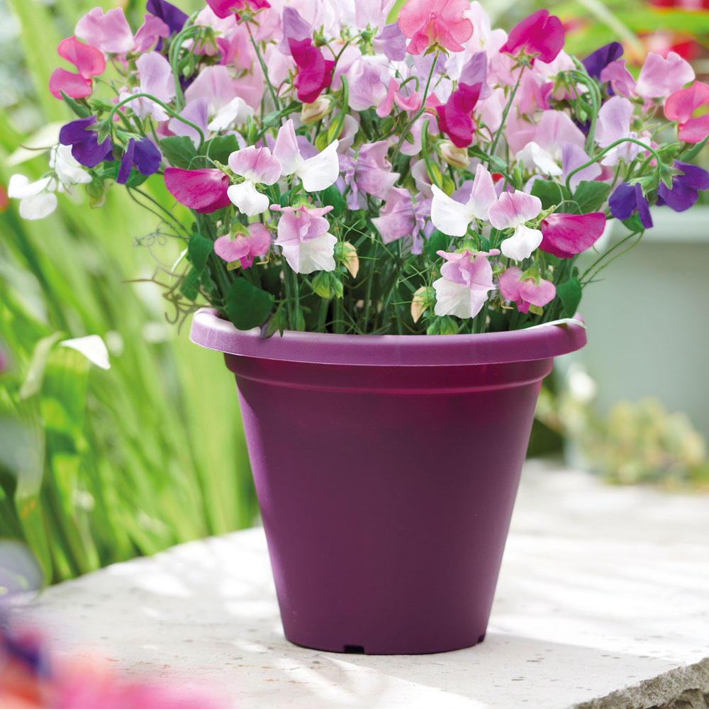 Clever Pots Scented Sweet Pea Sow and Grow Kit with a 19/20cm Round Pot