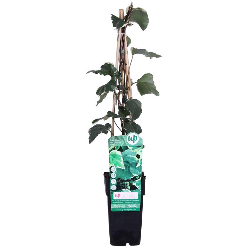 Thompson & Morgan Hedera Algeriensis Gloire De Marengo Plan Pot 3L Image 2