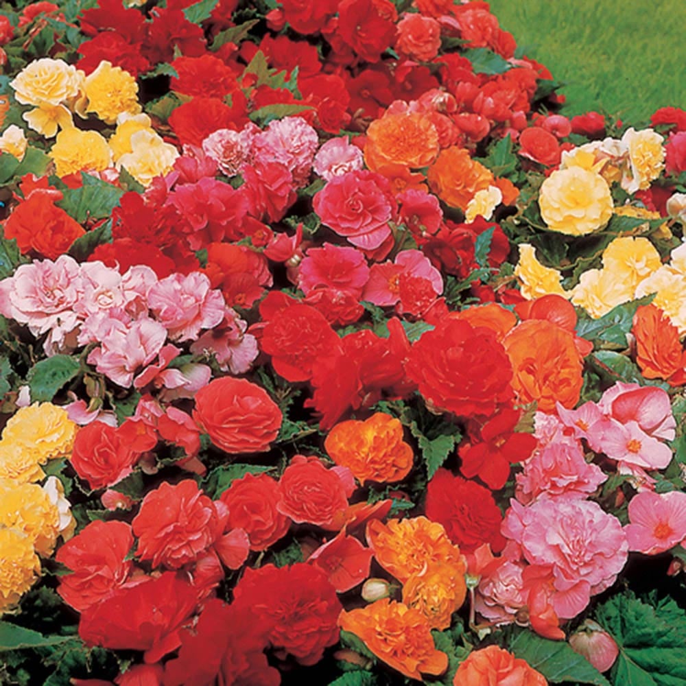 YouGarden Begonia Non Stop Mix Garden Ready Plant 20 Pack Image 1