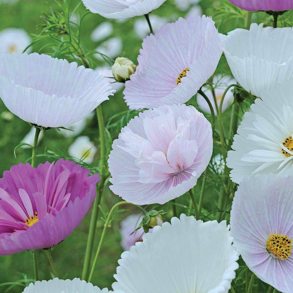 Thompson and Morgan Cosmos Bipinnatus Cupcakes Seeds 100 Pack Image 2