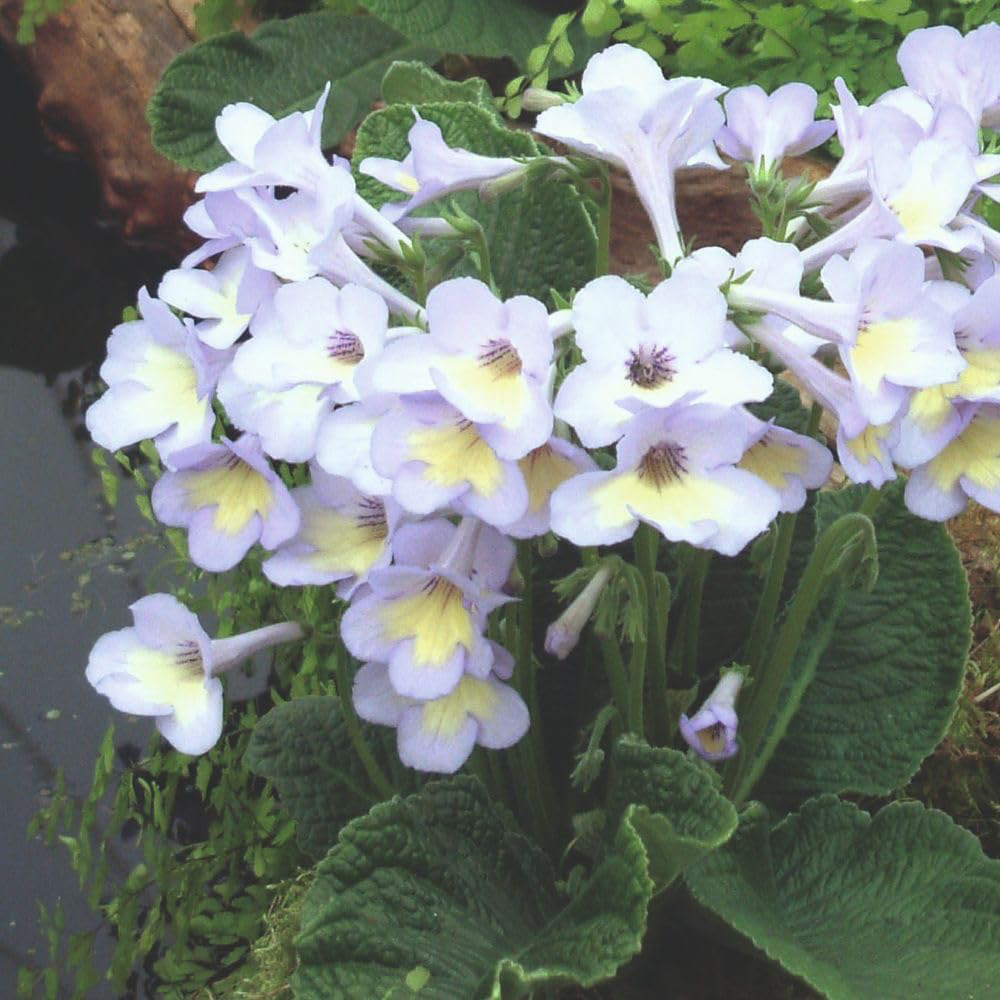 Thompson and Morgan Streptocarpus Charlotte Jumbo Plug 3 Pack Image 3