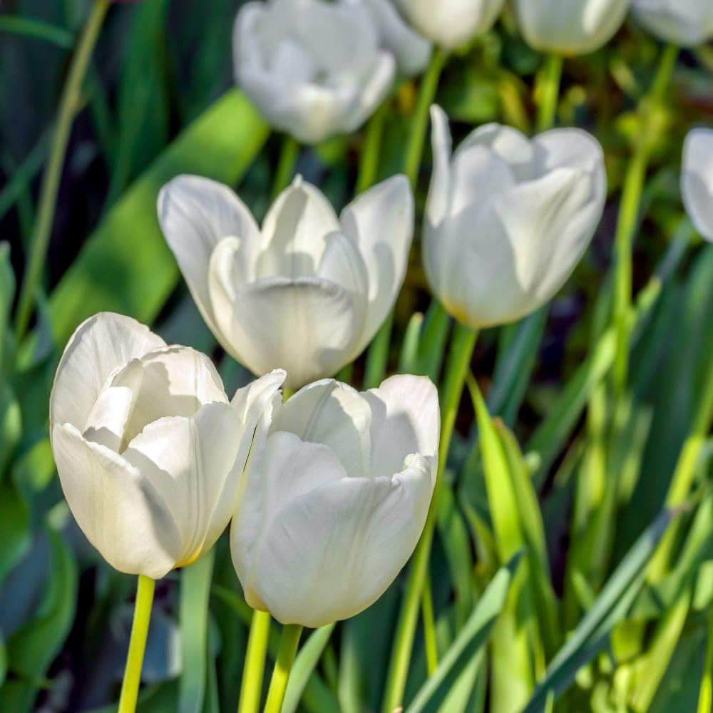 Thompson and Morgan Tulip Triumph Snowstar Planting Bulb 8 Pack Image 2