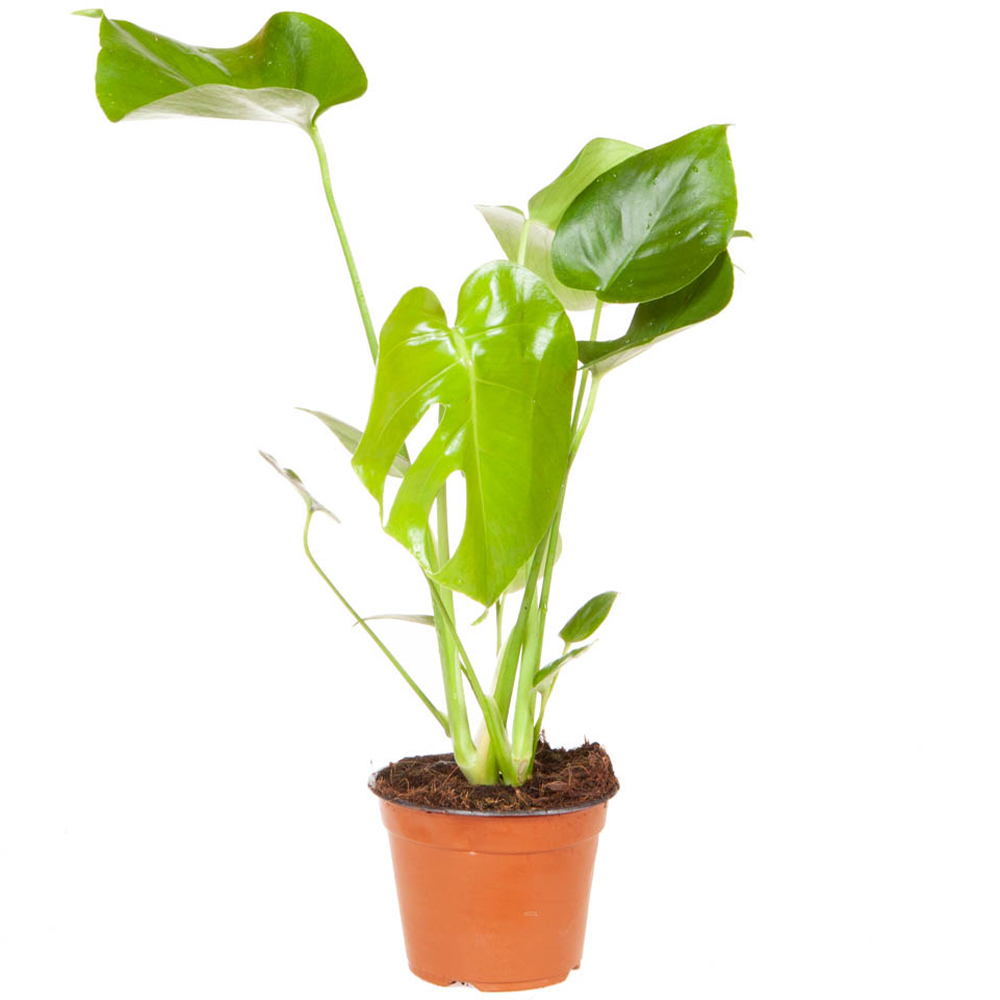YouGarden Monstera Deliciosa Plant Image 2