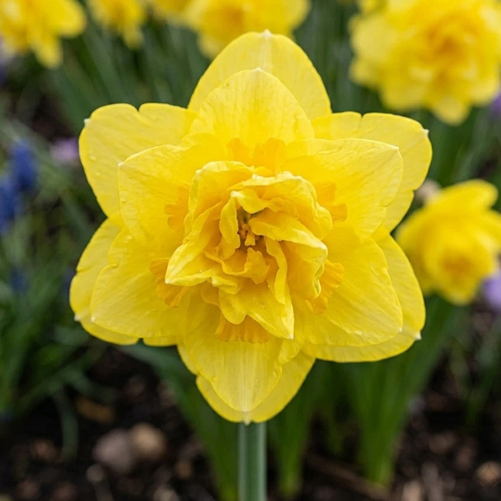 Thompson and Morgan Daffodil Cornish Pencrebar Planting Bulb 32 Pack Image 1