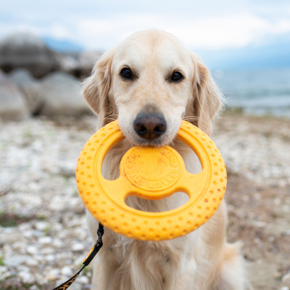 Kiwi Walker Lets Play Blue Frisbee Dog Toy Image 3