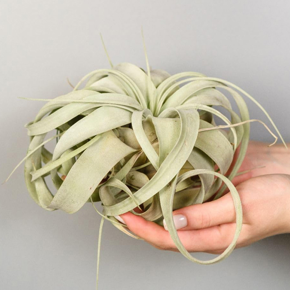 Thompson & Morgan Air Plant Tillandsia Xerographica 2 Pack Image