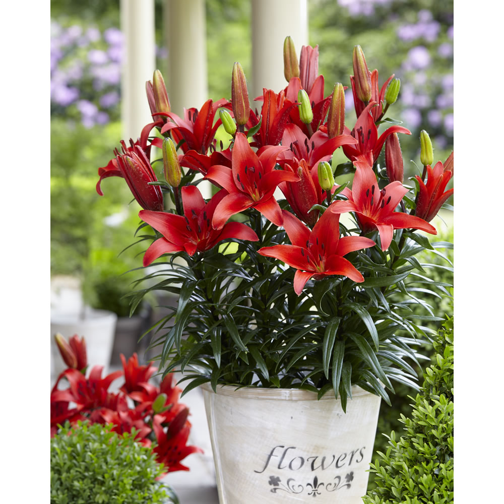 Wilko Spring Bulbs Patio Lily Blushing Joy 2pk Wilko