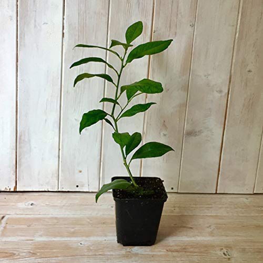 Thompson and Morgan Citrus Lemon Tree Potted Plant 9cm 3 Pack Image 5