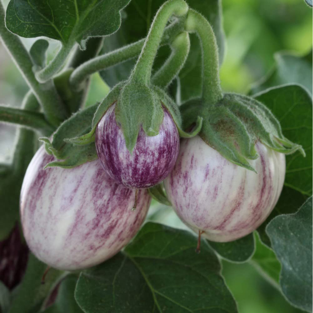 Thompson and Morgan Aubergine Pinstripe Seeds Image 1
