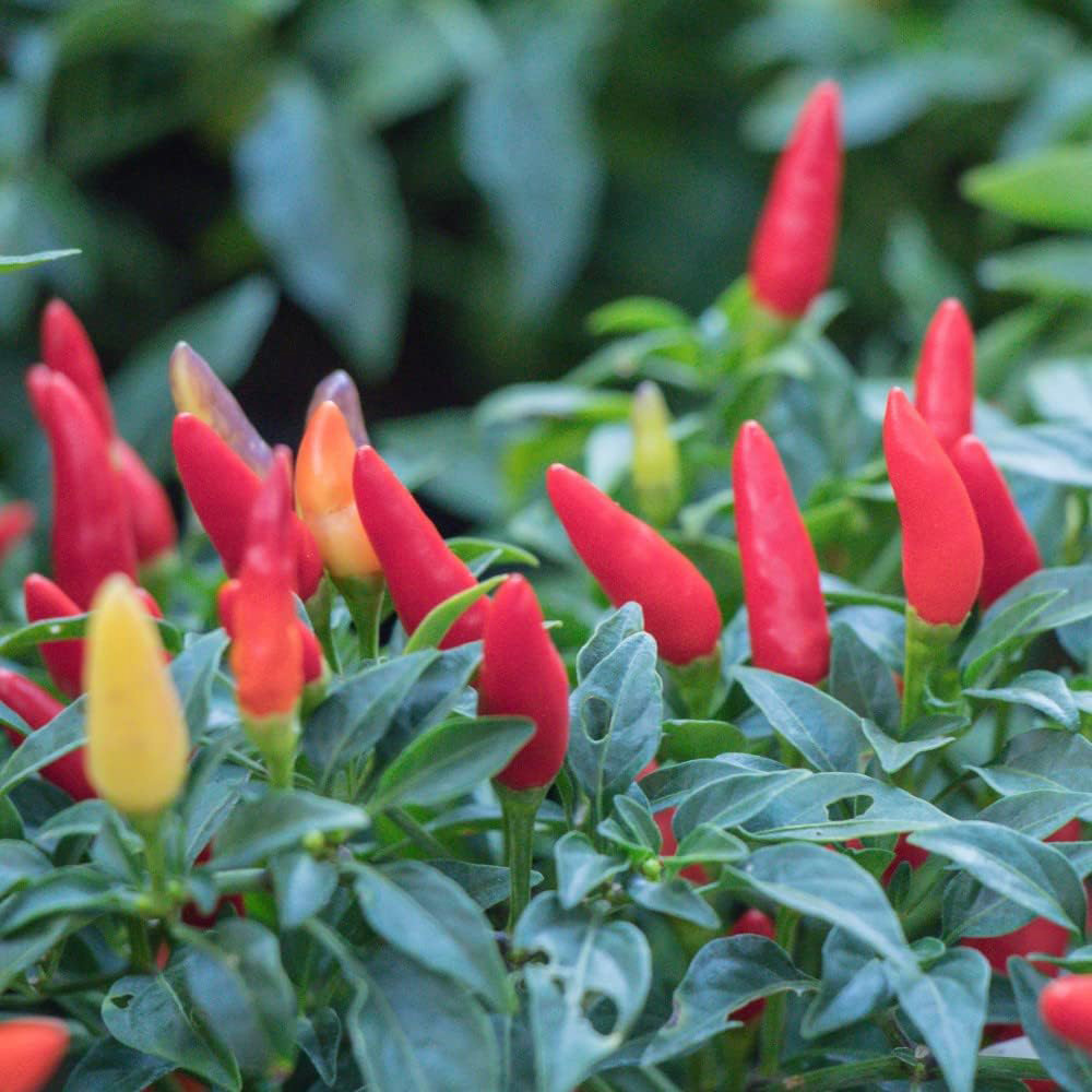 Thompson and Morgan Tabasco Chilli Pepper Plant Pot 9cm Image 3