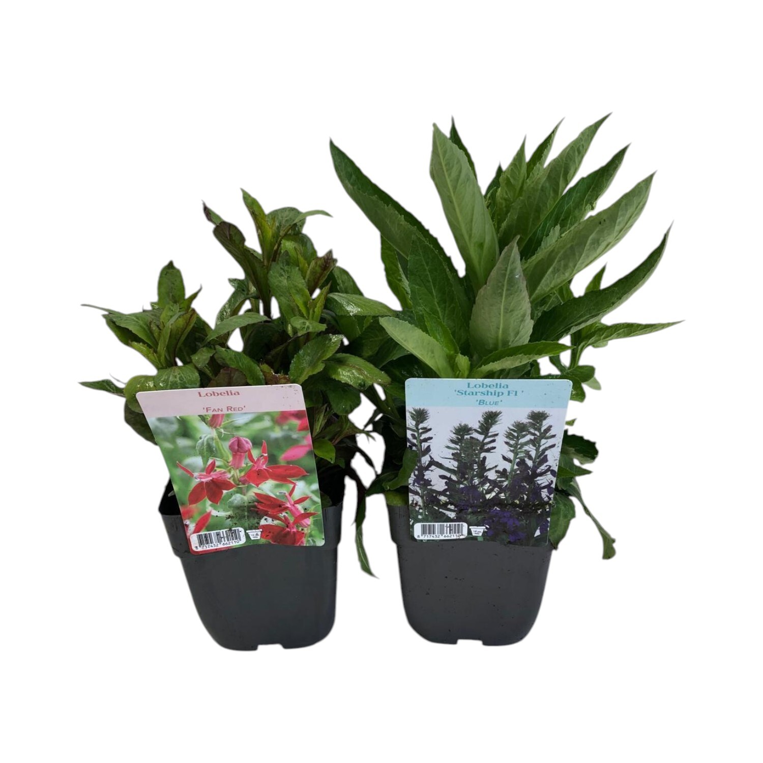 Perennial Lobelia Speciosa Plant Image